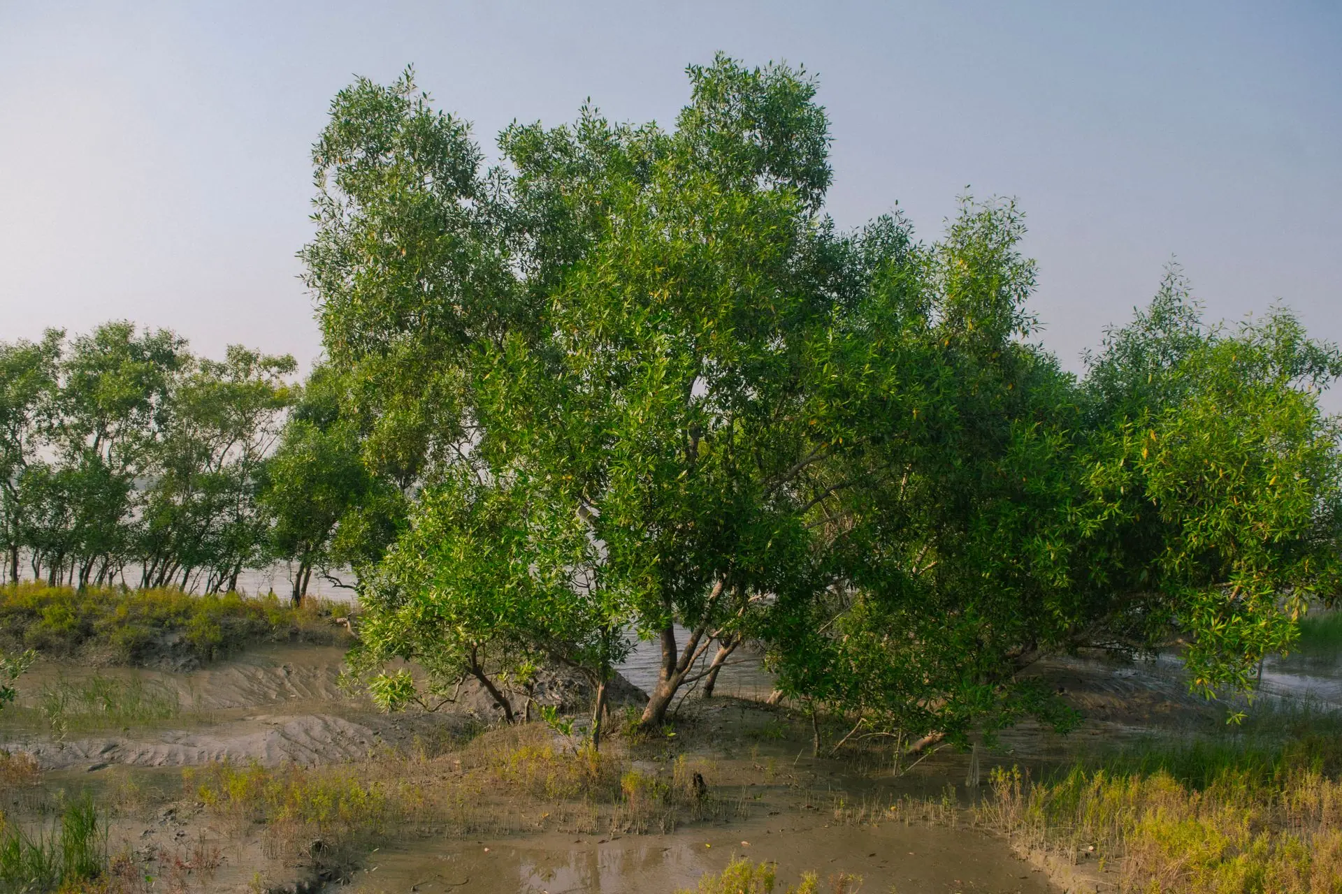 Sundarbans safari, West Bengal