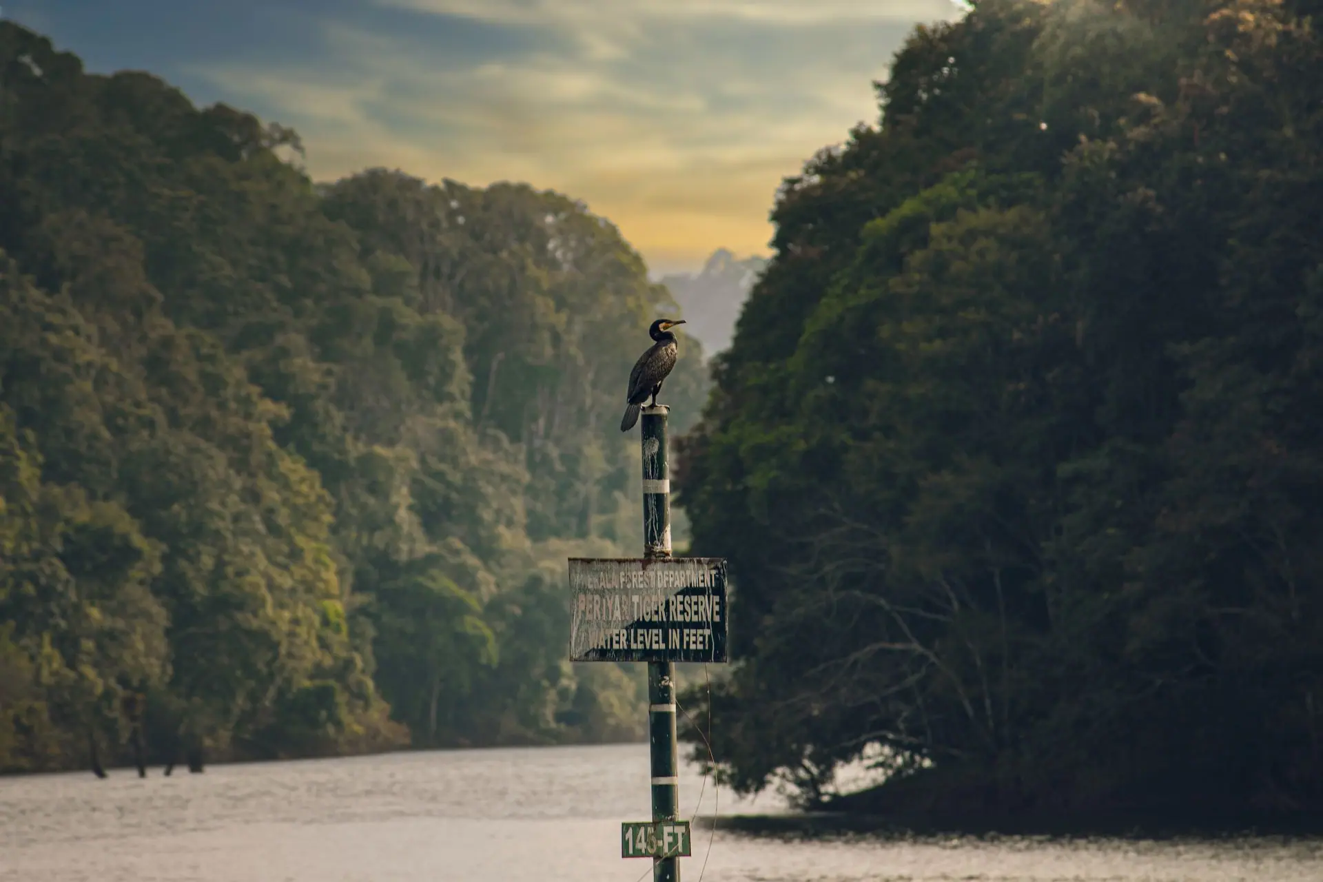 A great cormorant perched on a signpost at Periyar Lake in Kerala, India, amidst lush forest