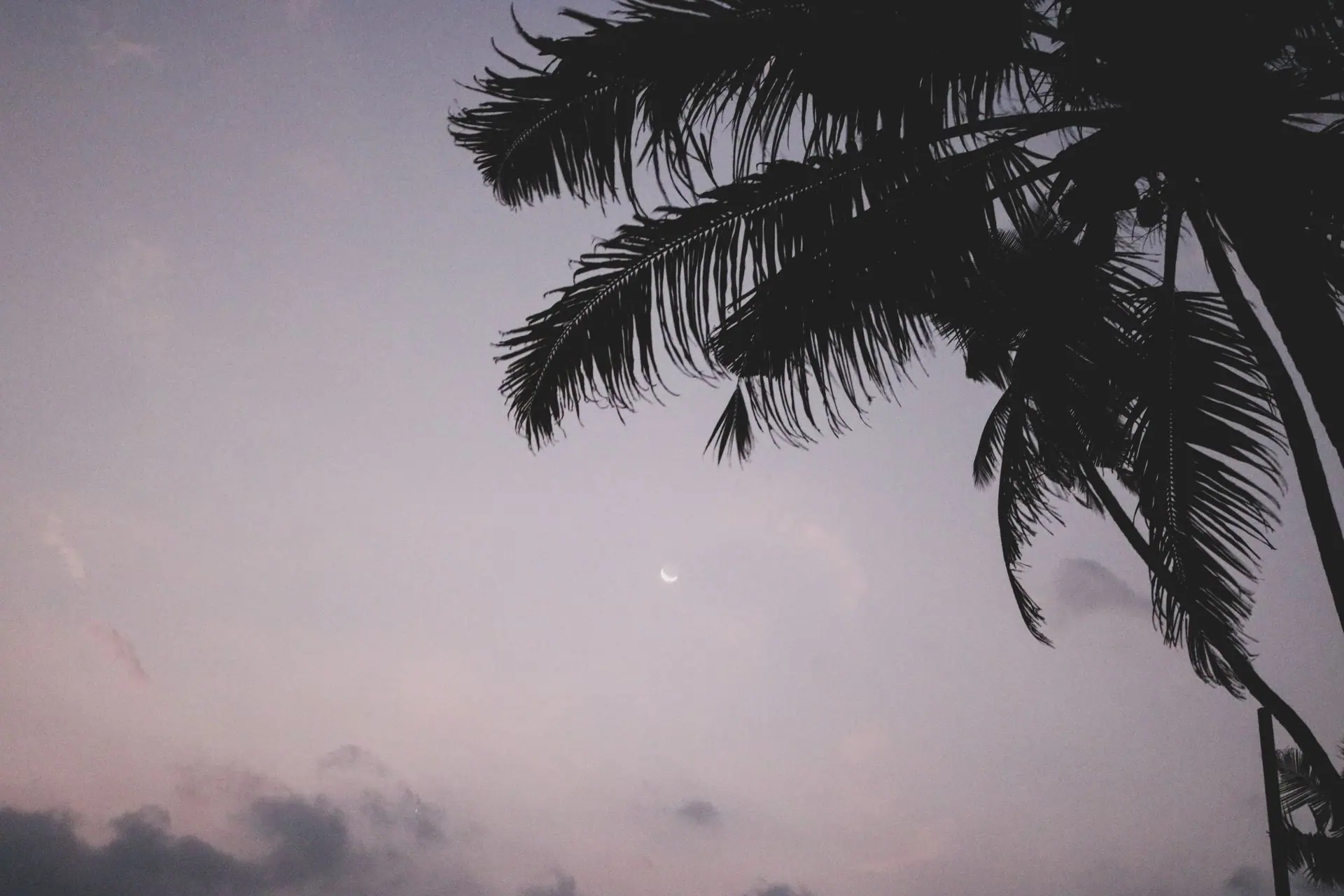 Tranquil view of palm trees silhouetted against a twilight sky with a crescent moon in Varkala, India