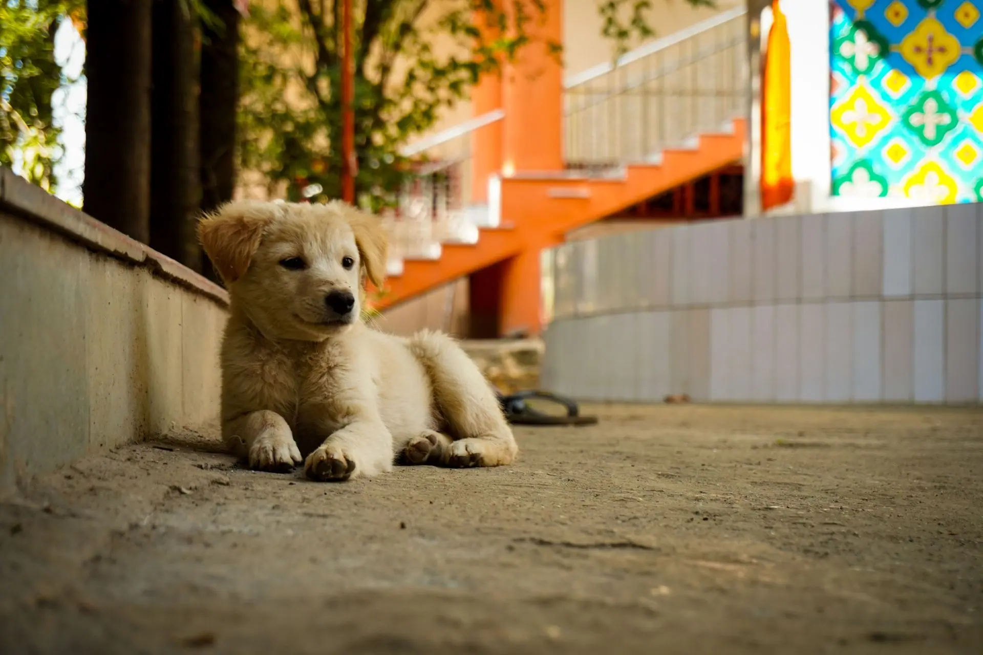 A fluffy puppy resting on a sunny sidewalk in Lonavala, India. Vibrant and warm setting