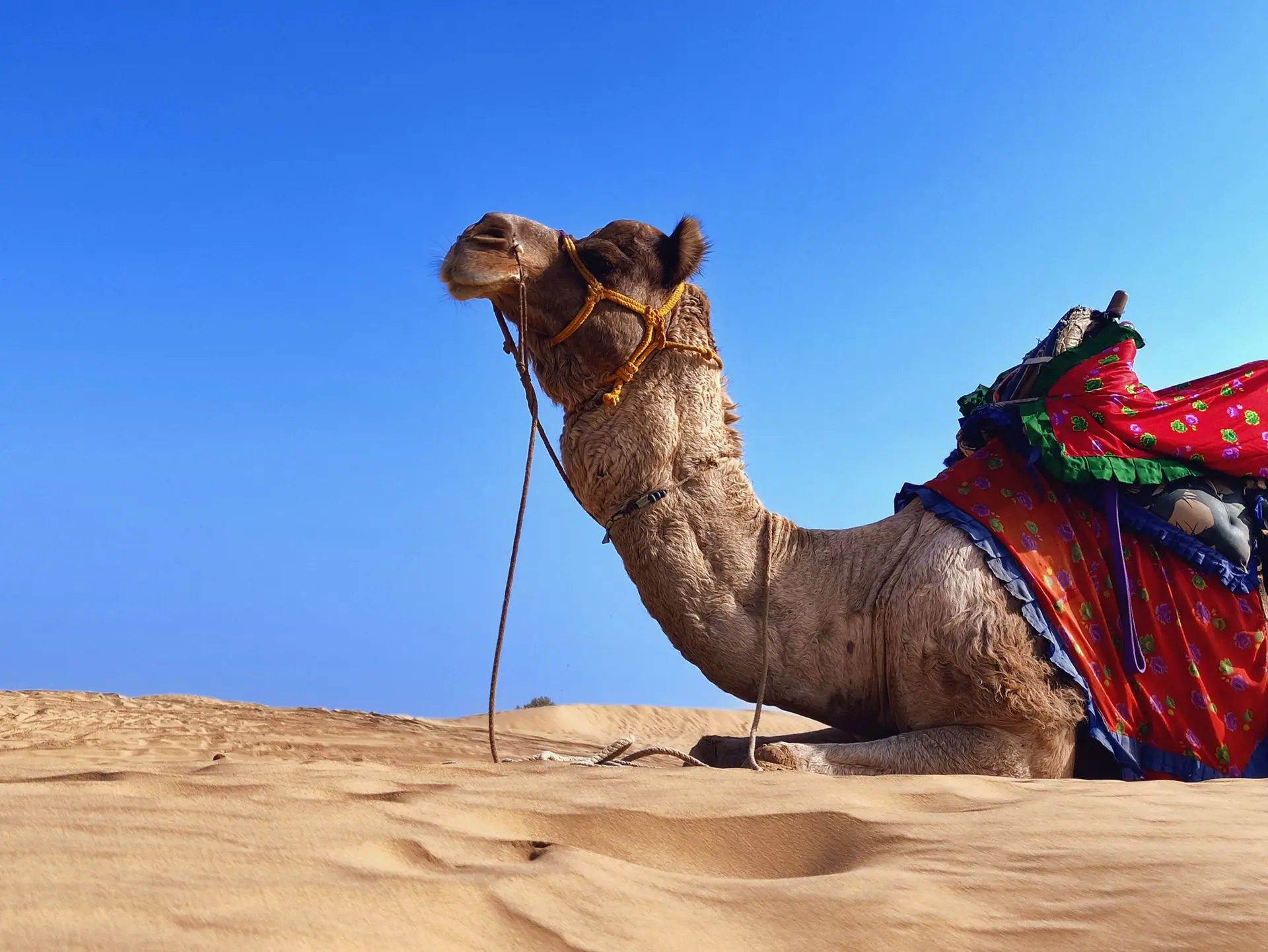 A beautifully adorned camel rests on the golden sands of the Thar Desert in Jaisalmer, India, under a vibrant blue sky