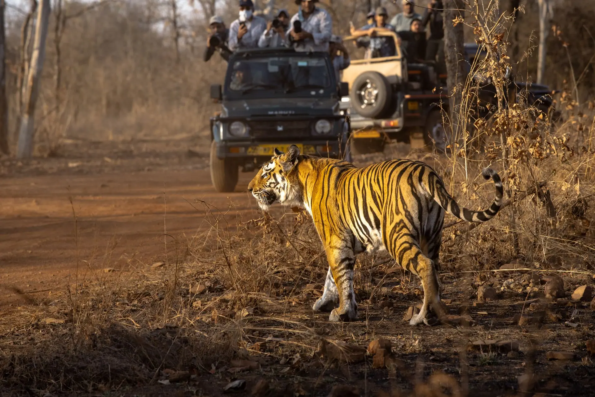 Capturing a majestic tiger during a wildlife safari in India. A breathtaking moment