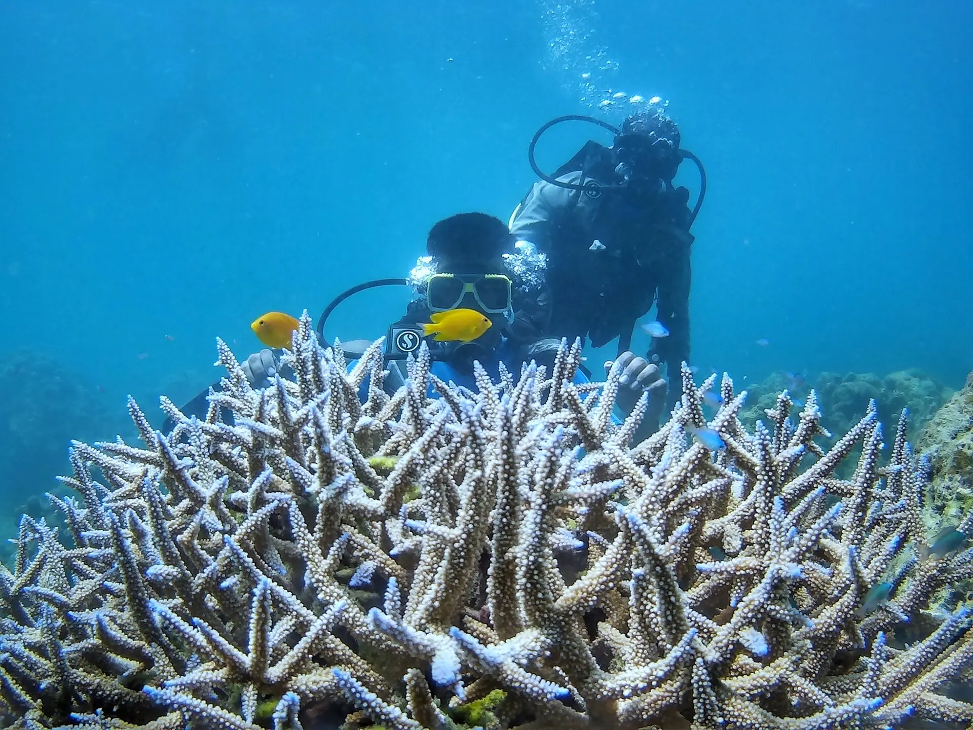 Andaman scuba diving