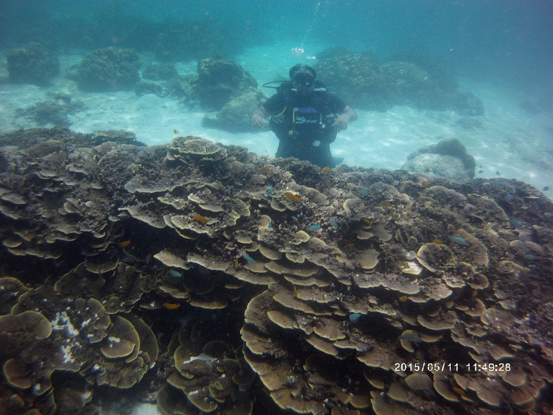 This photo was taken by Muhammad Umair Chaudhry while scuba diving in Andaman Sea