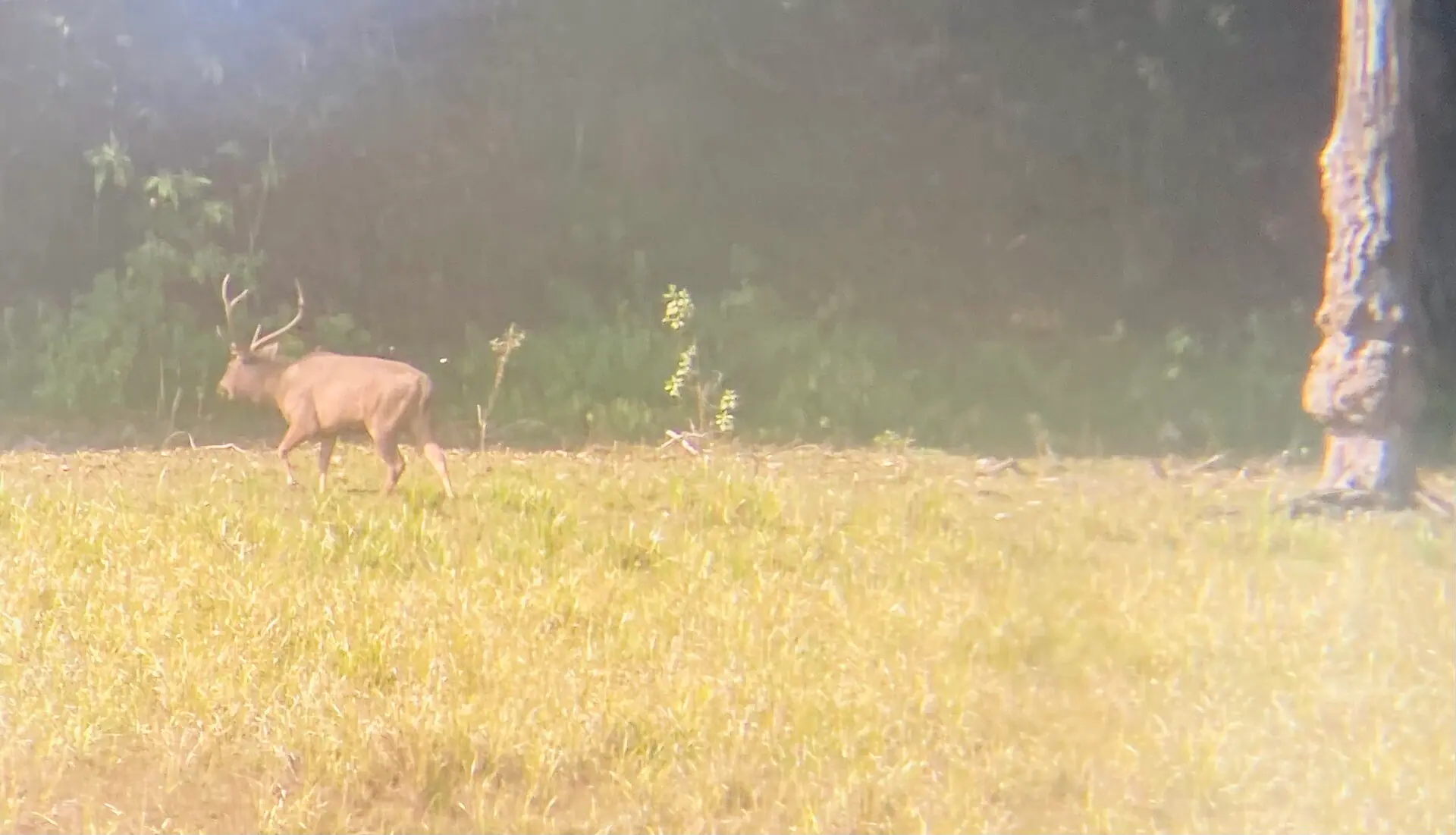 Deers grazing in National Park Periyar - Kerala 01