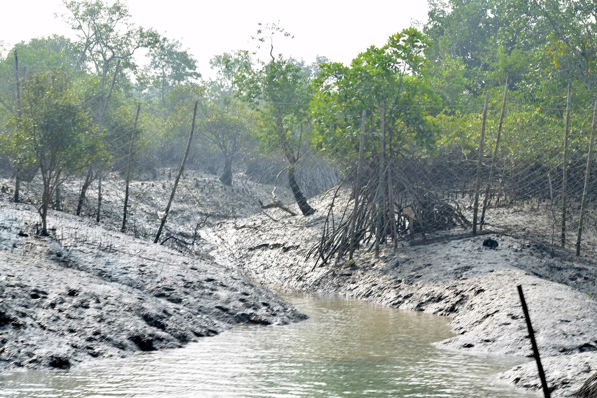 Creeks of Sundarbans