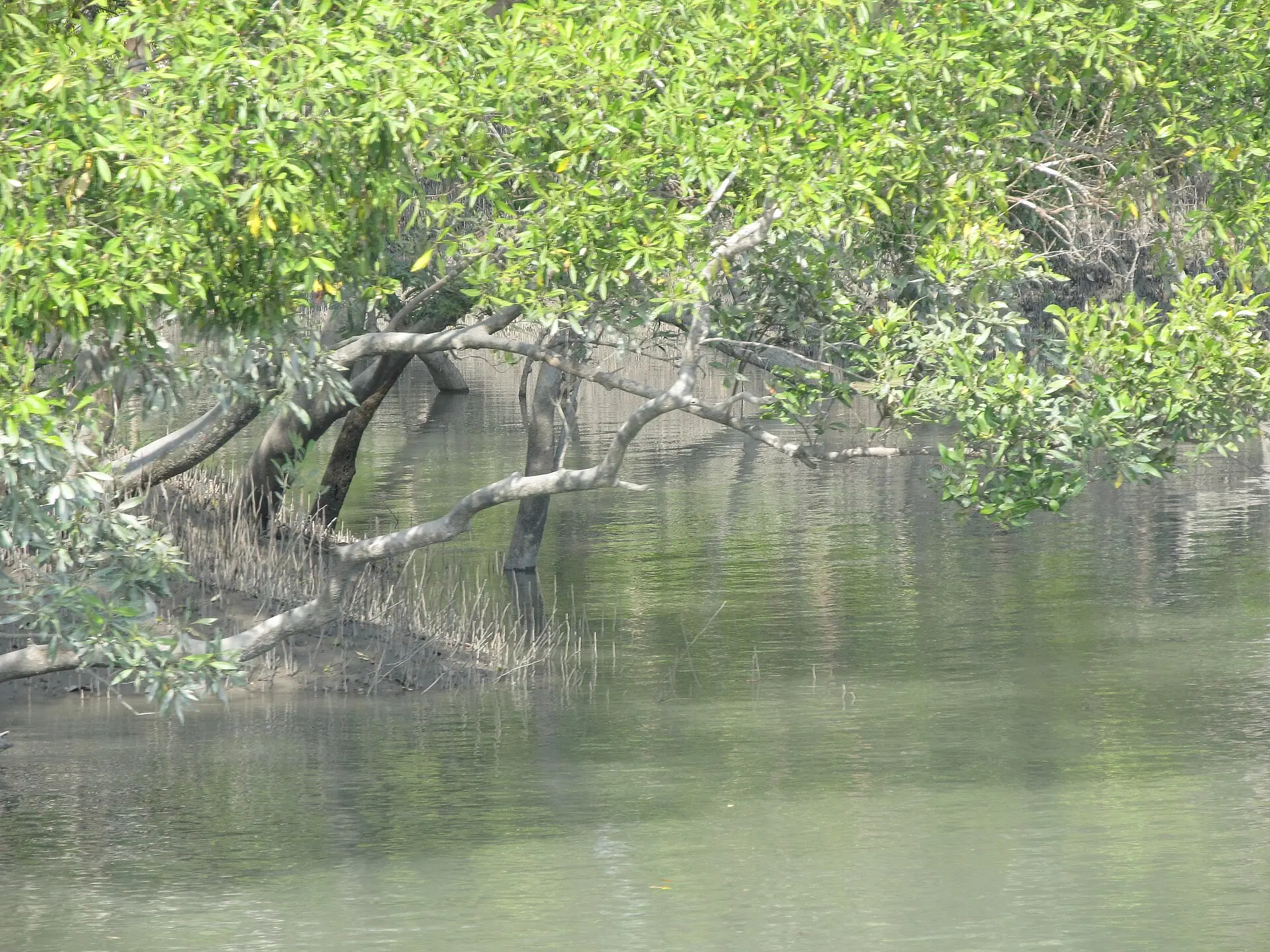 Deep jungle