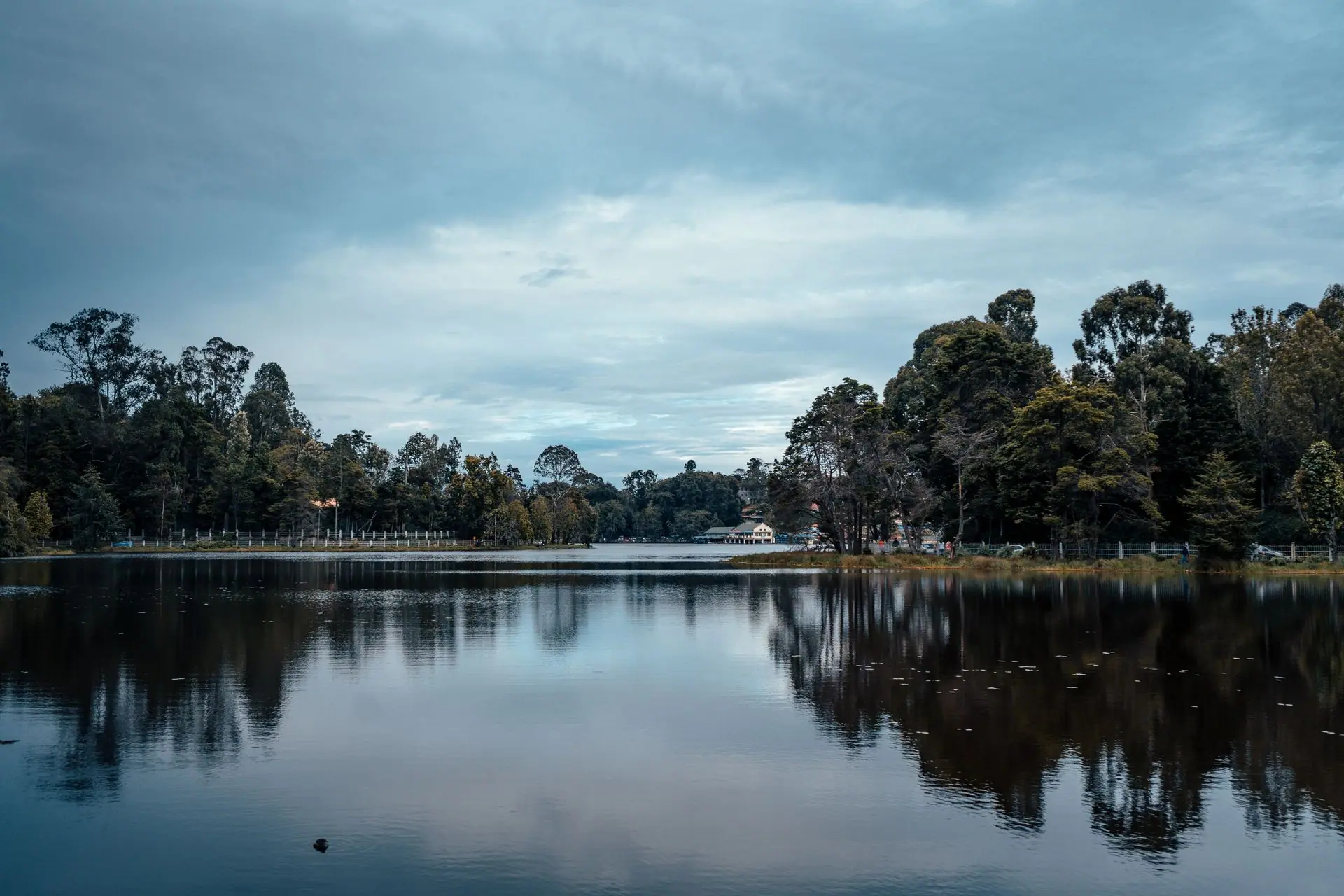 Green trees near the lake