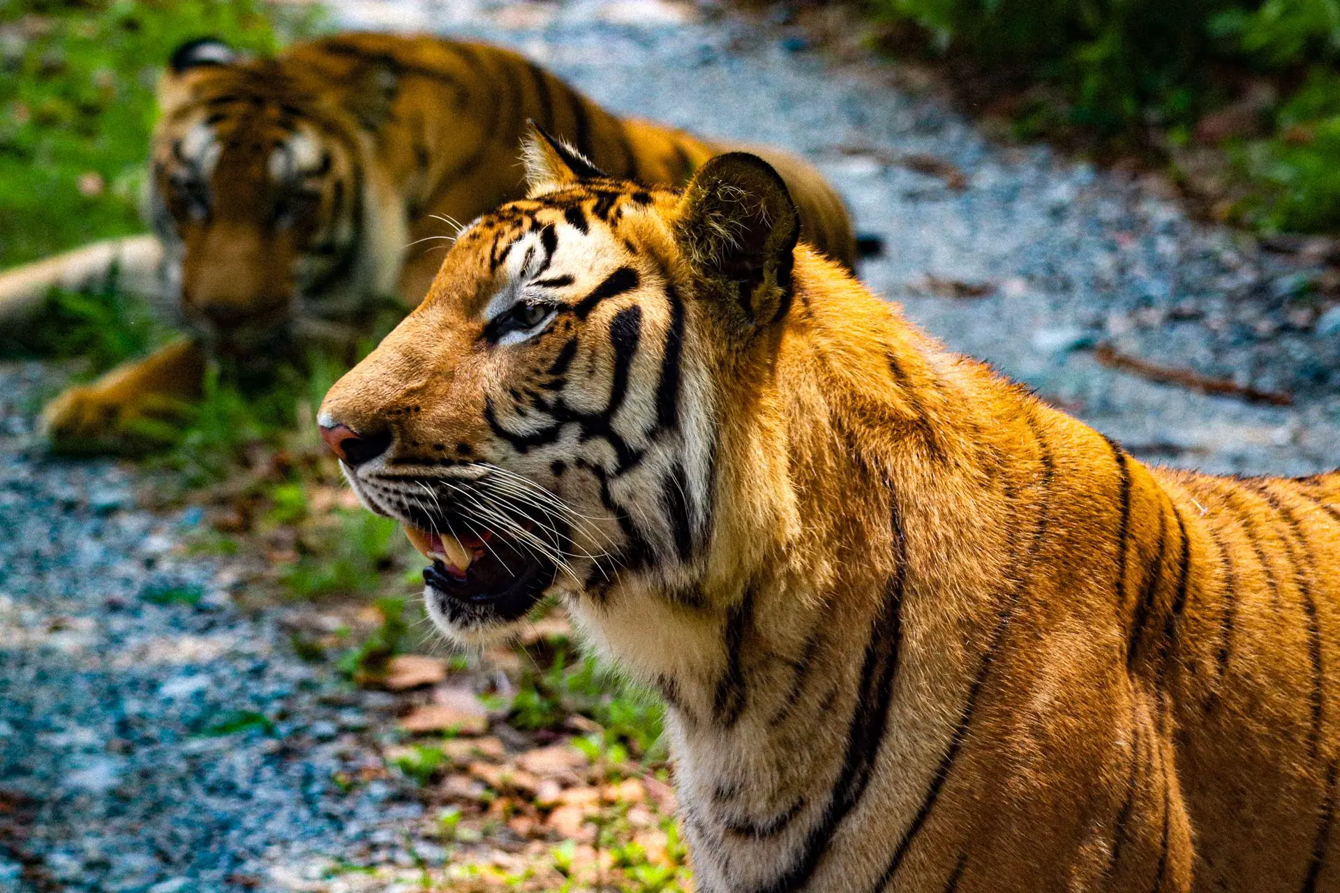 Majestic Bengal tigers in their natural habitat in India, showcasing wildlife beauty