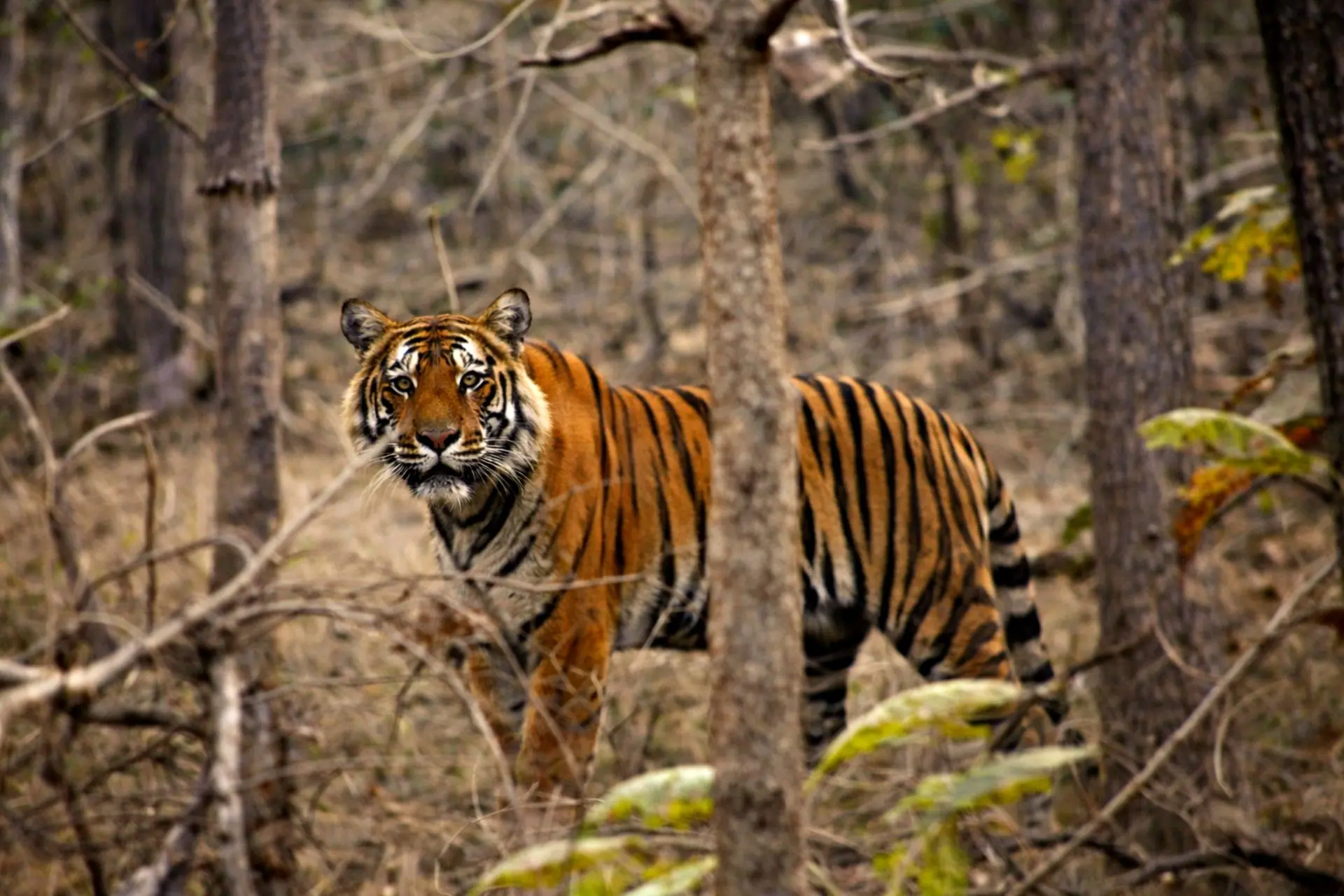 Bengal tiger in a natural forest setting in Madhya Pradesh, India