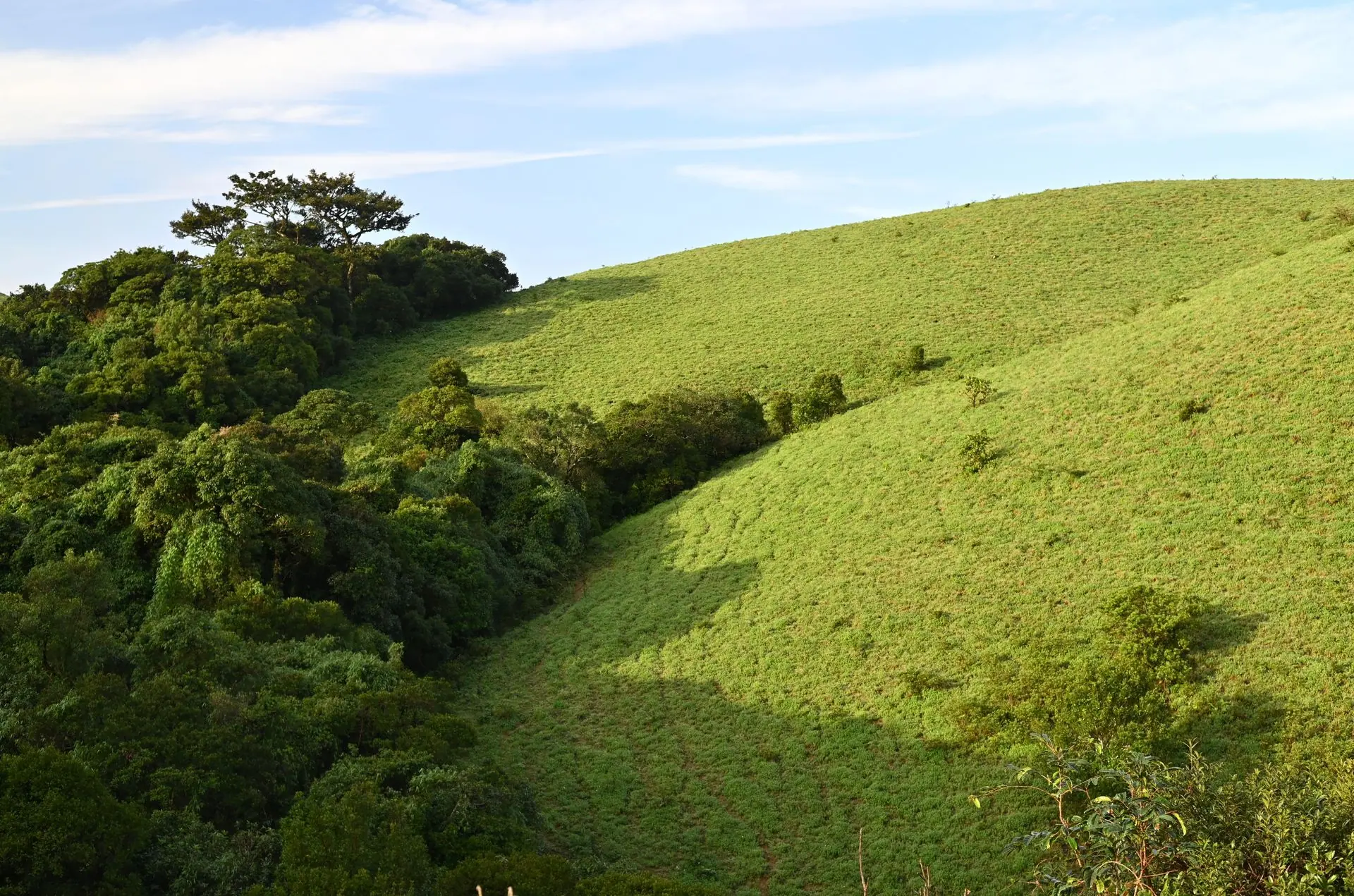 Scenic view of green hills in Madikeri, India showcasing natural beauty