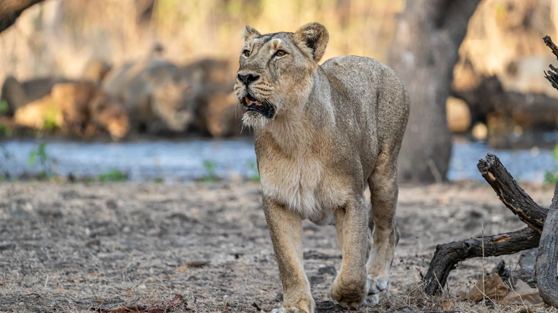 Asiatic lion walking in its natural habitat at Sasan Gir Forest, Gujarat, India