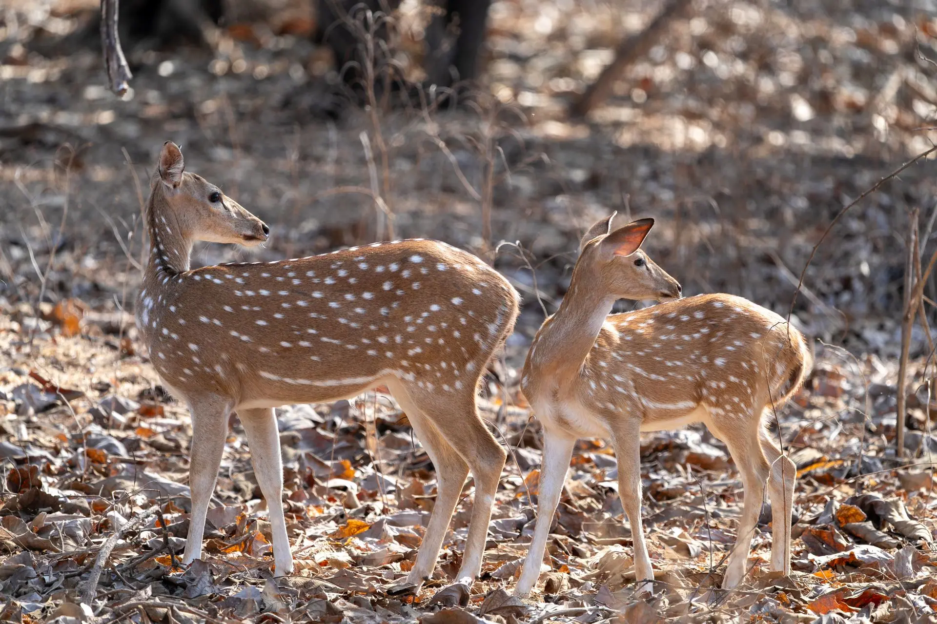 A pair of spotted deer in their natural habitat at Sasan Gir, India