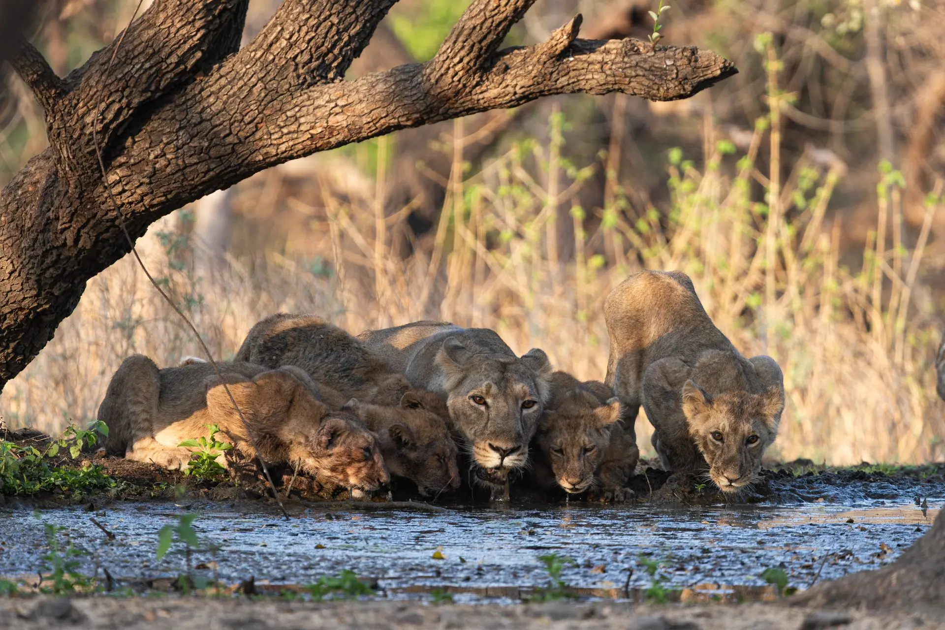 A pride of Asiatic lions drinking at a waterhole in Sasan Gir, India, showcasing wildlife in its natural habitat