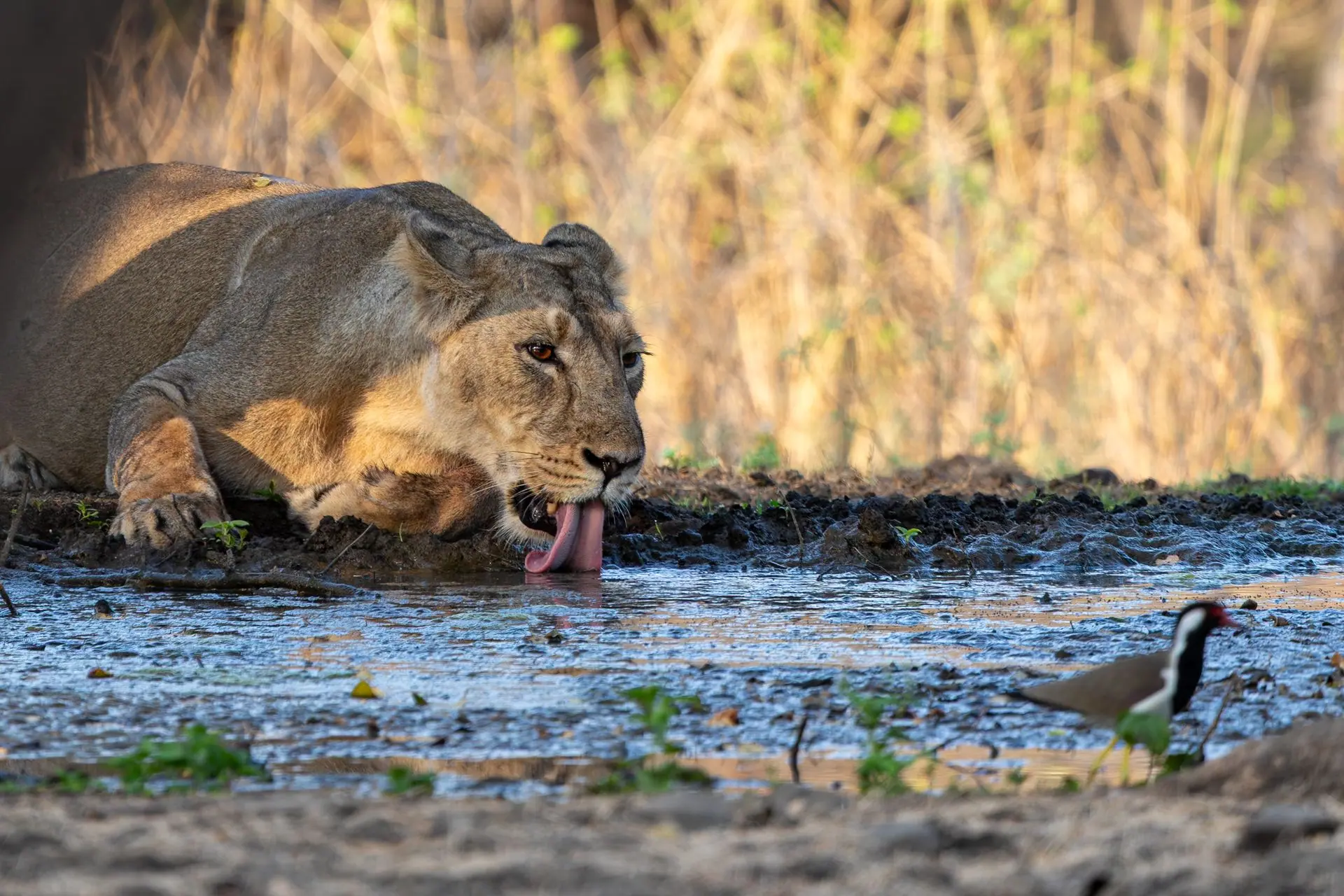 An Asiatic lioness lapping water with a red-wattled lapwing nearby in Sasan Gir, India