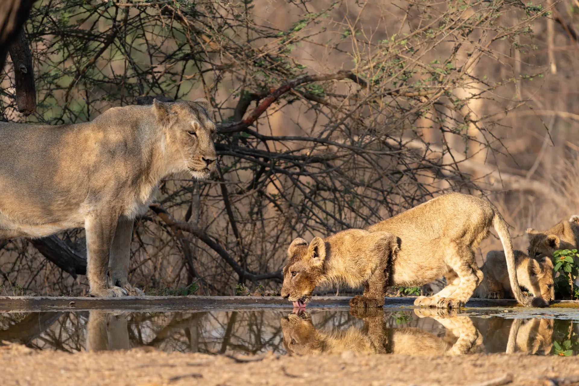 Asiatic lioness watches over her cubs as they drink from a watering hole in Sasan Gir, India
