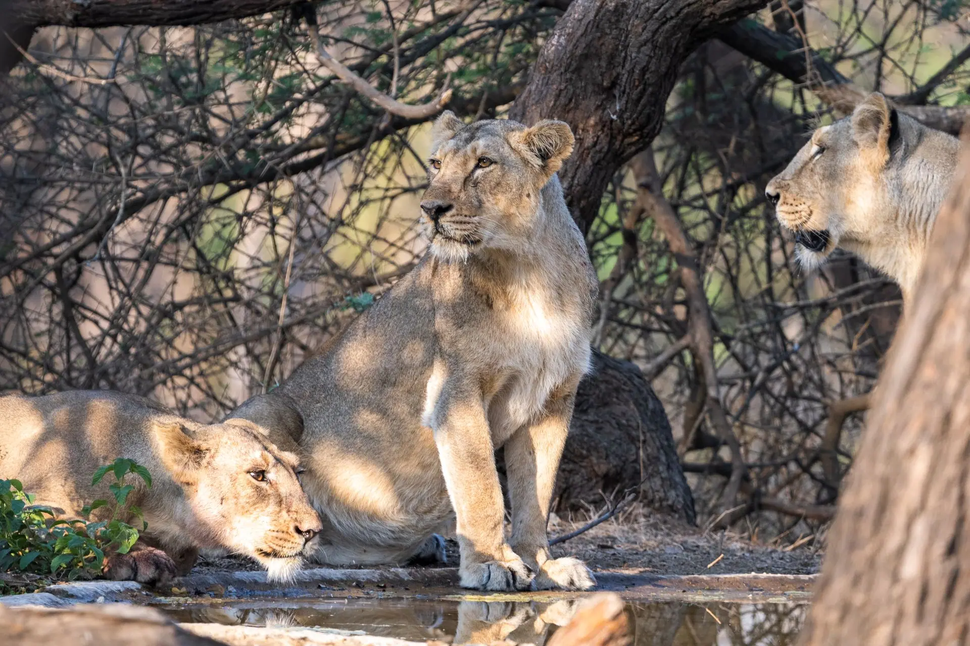 Group of Asiatic lions resting in Sasan Gir National Park, Gujarat, India
