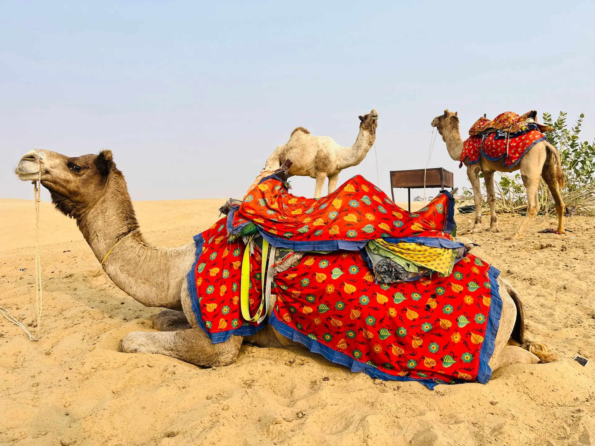 Camels adorned in vibrant blankets resting in the Jaisalmer desert
