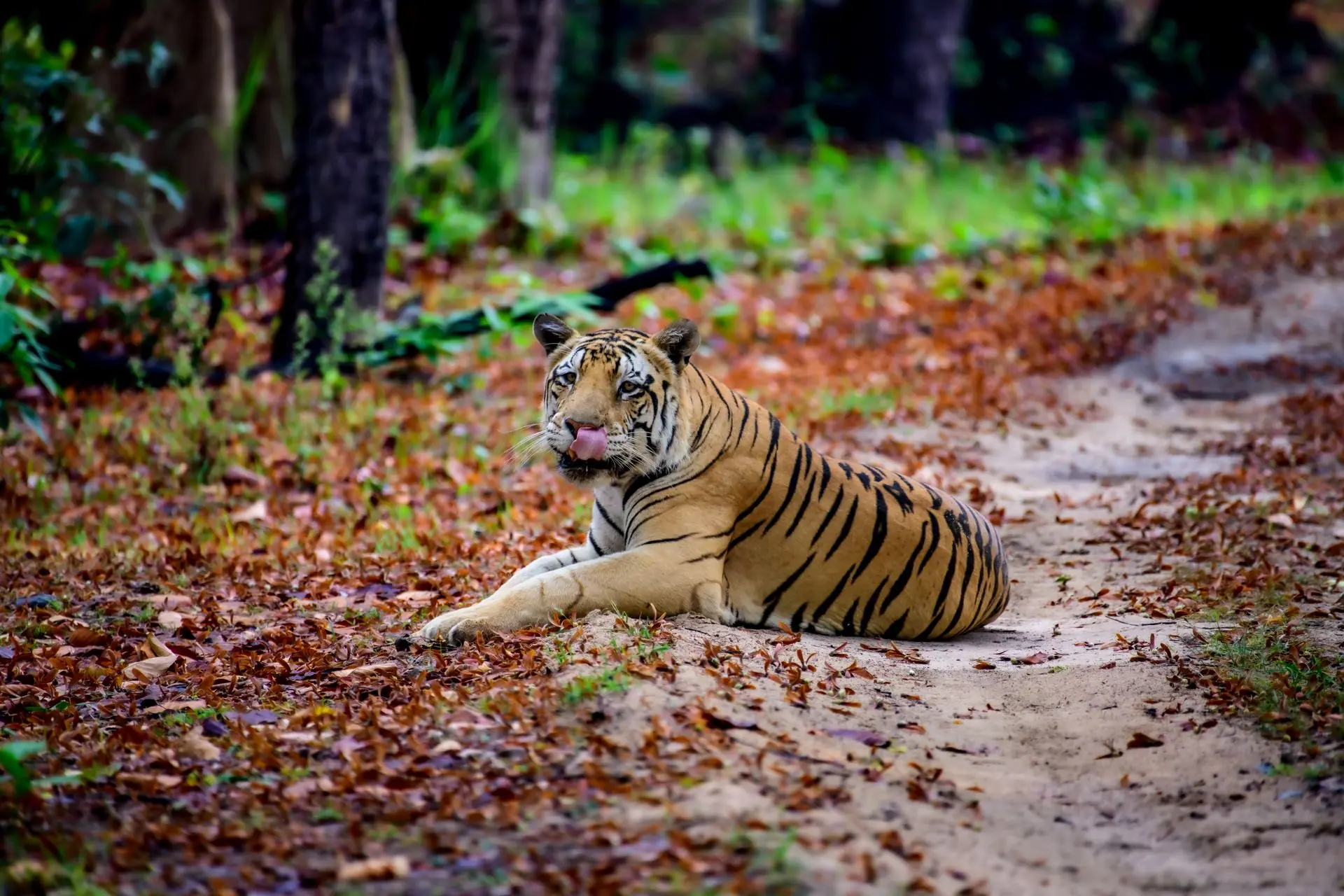 Portrait of a Bengal tiger lying on a path in Kanha National Park, India