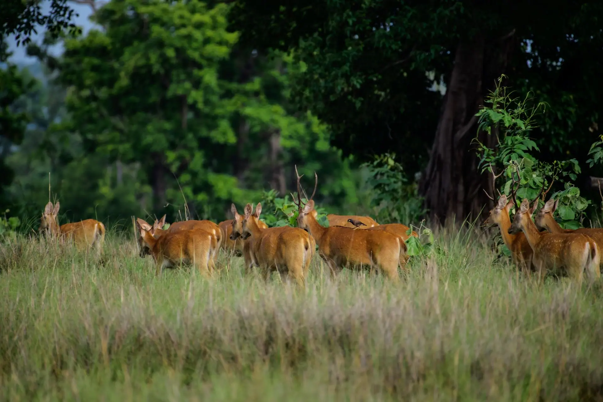 A herd of Barasingha deer in Kanha National Park, India, amidst lush greenery