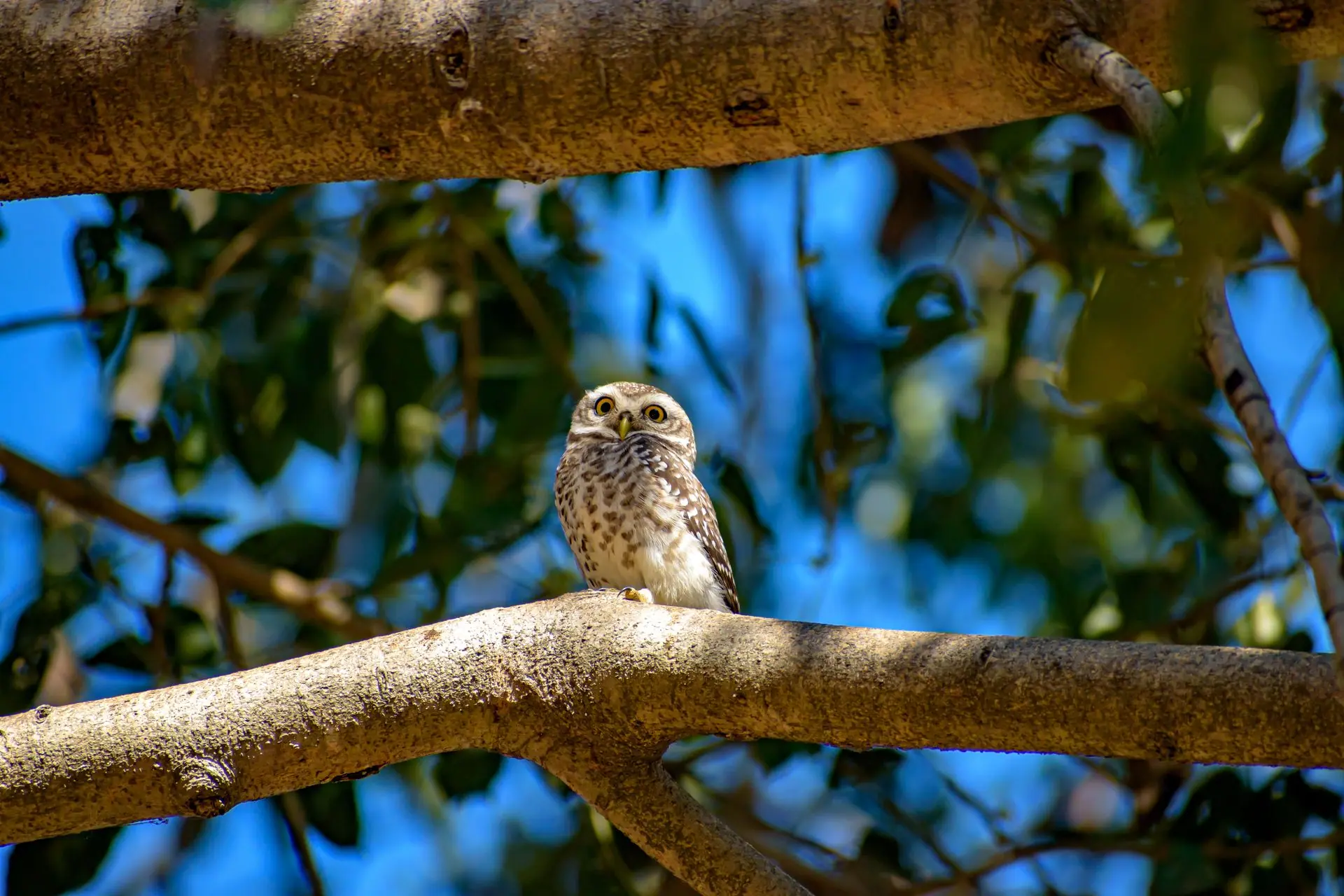 A spotted owlet perched on a branch in dense Indian forest at Kanha Kisli