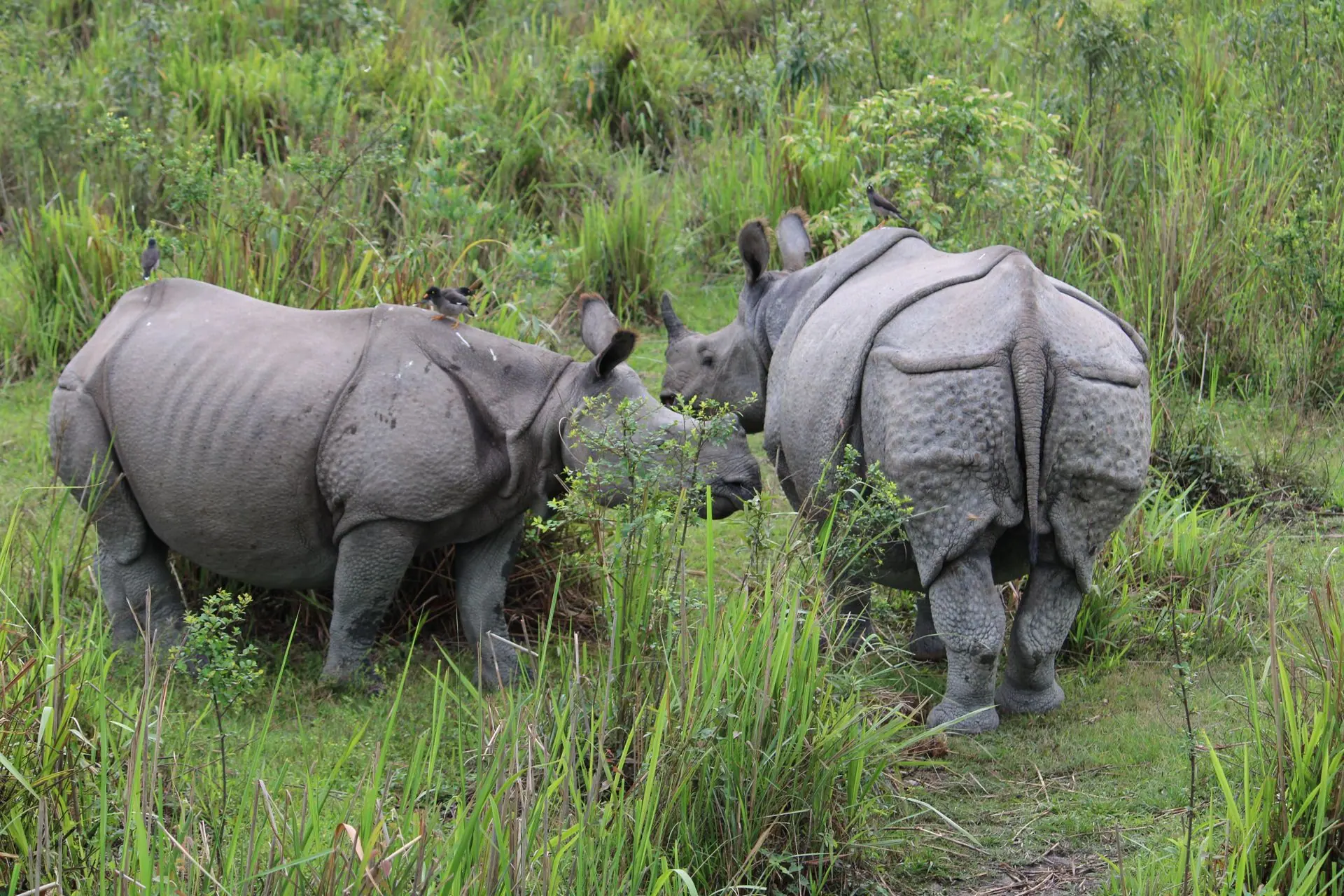 Two Indian rhinoceroses grazing in Kaziranga National Park, Assam, India