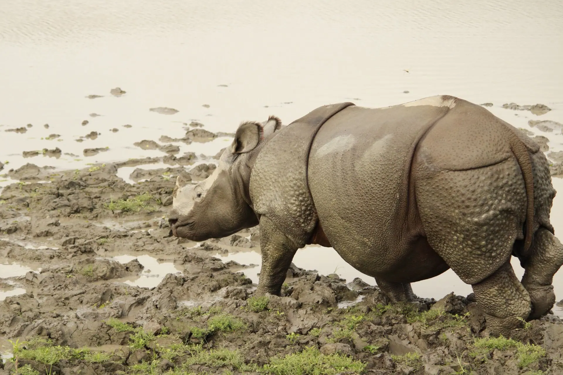 Close-up of an Indian rhinoceros standing in the mud at Kaziranga National Park, Assam, India