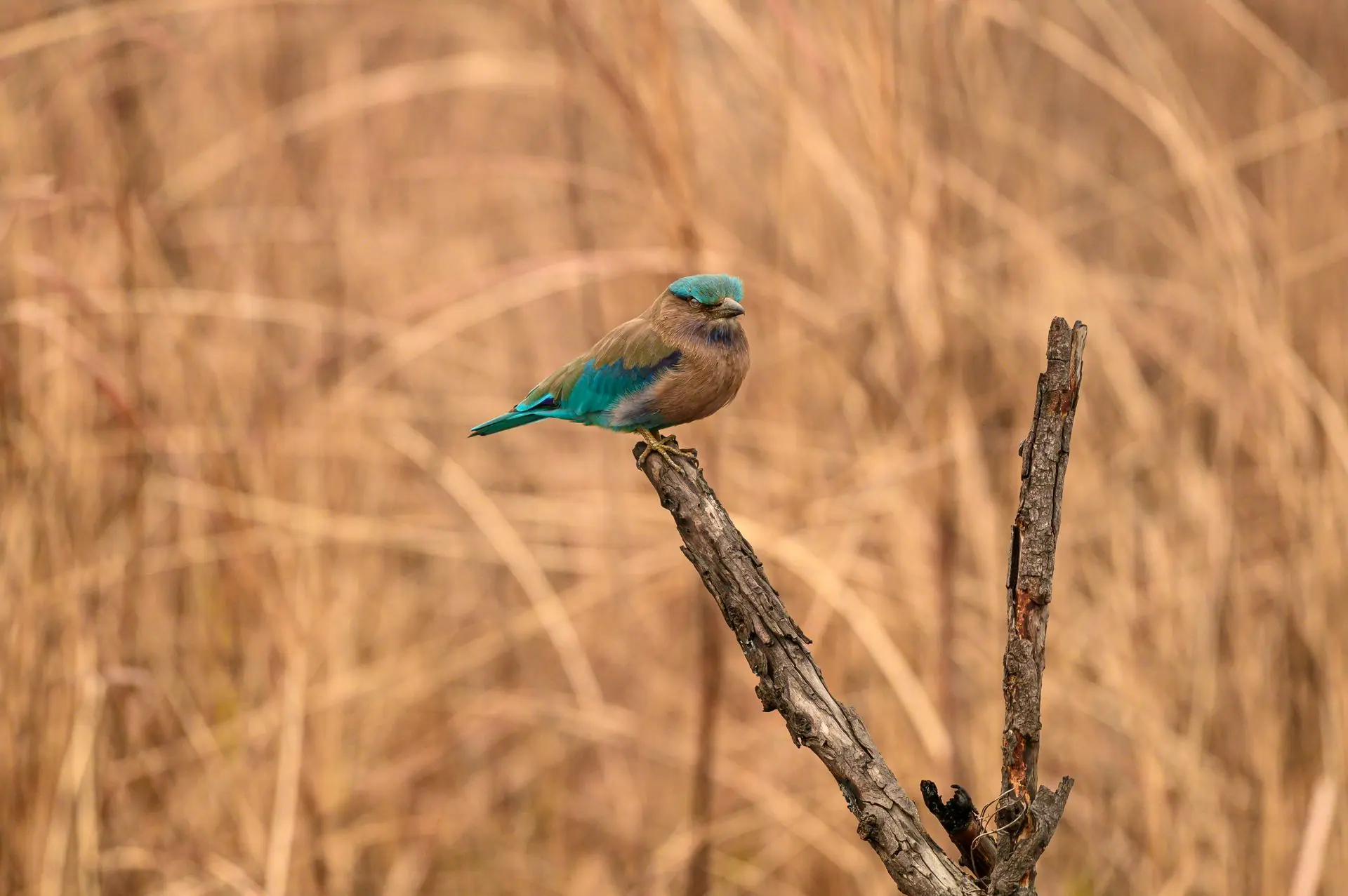 Beautiful Indian Roller bird resting on a branch at Kaziranga National Park, Assam