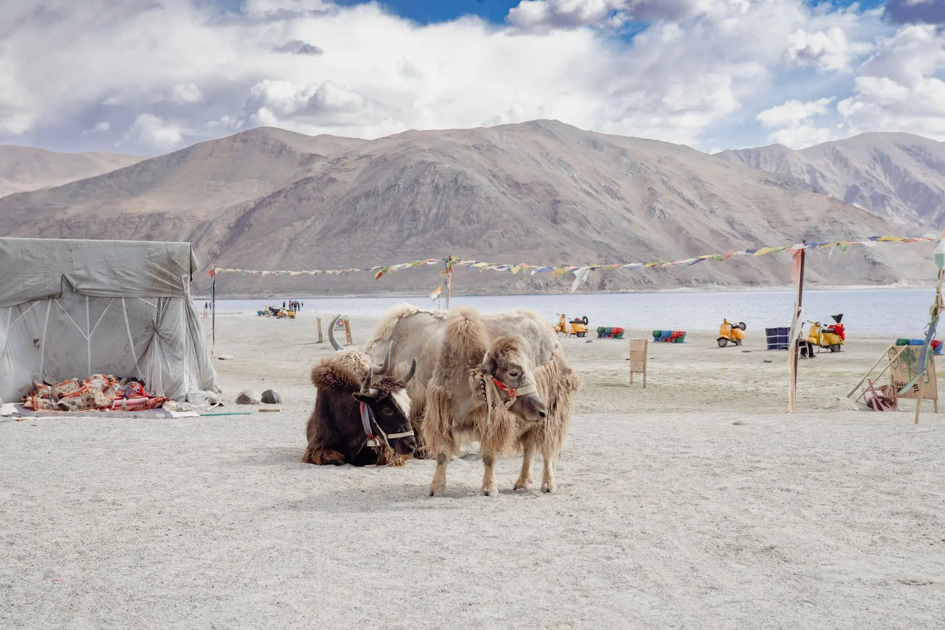 Yaks resting near Pangong Lake with scenic mountains in Ladakh, India, showcasing natural beauty and local culture