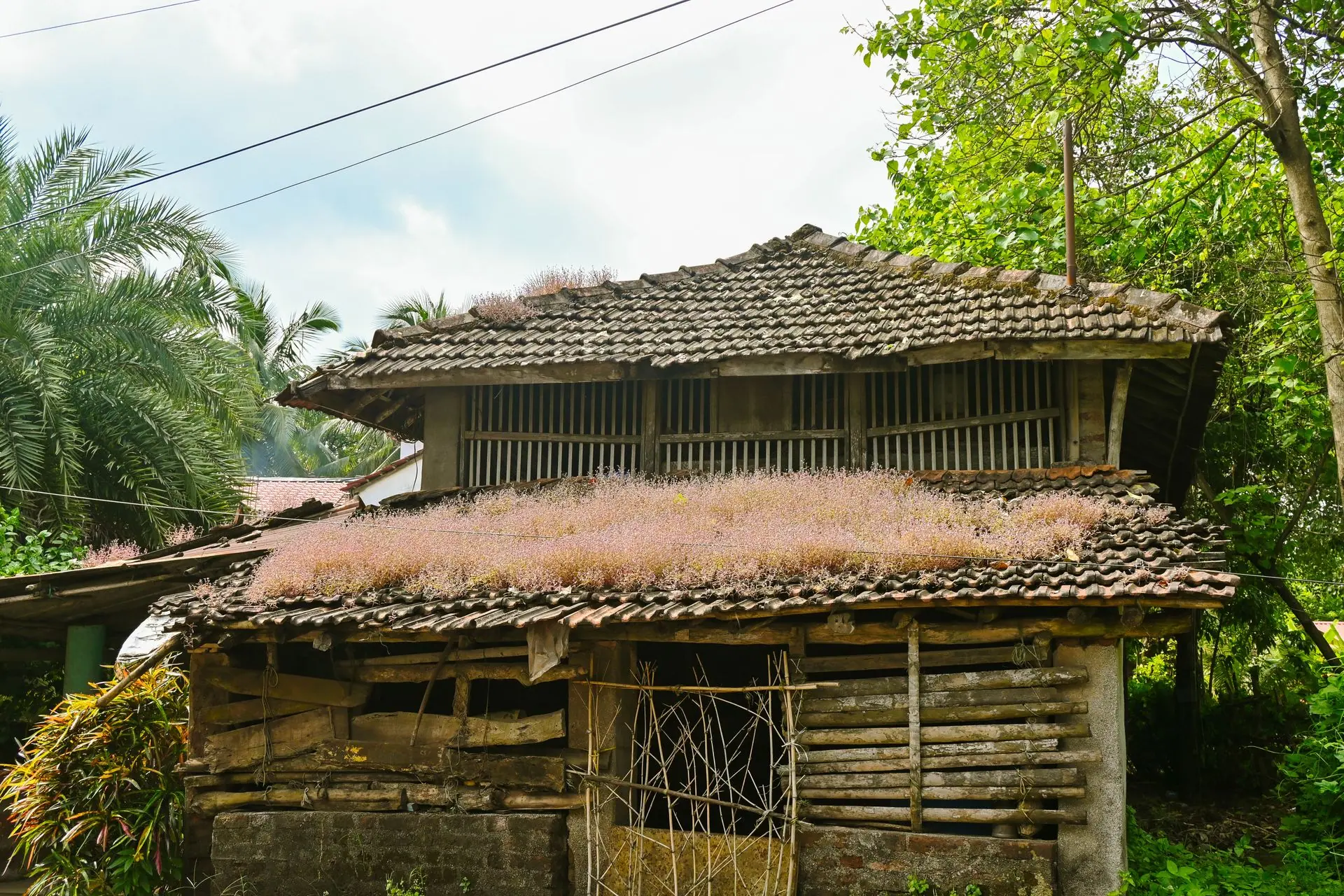 Charming traditional hut with a tiled roof surrounded by lush greenery in Murud, Maharashtra