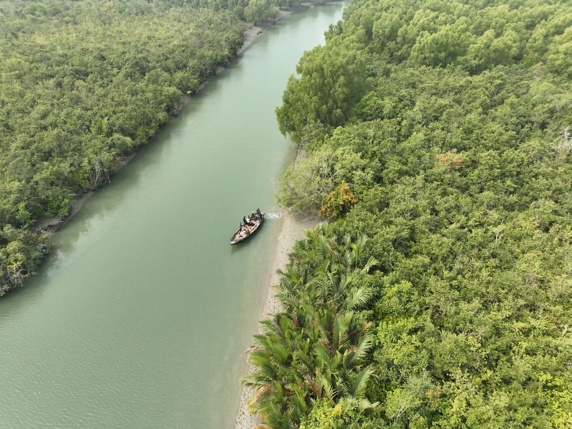 Aerial view of a small boat navigating the lush Sundarbans mangrove forest waterways