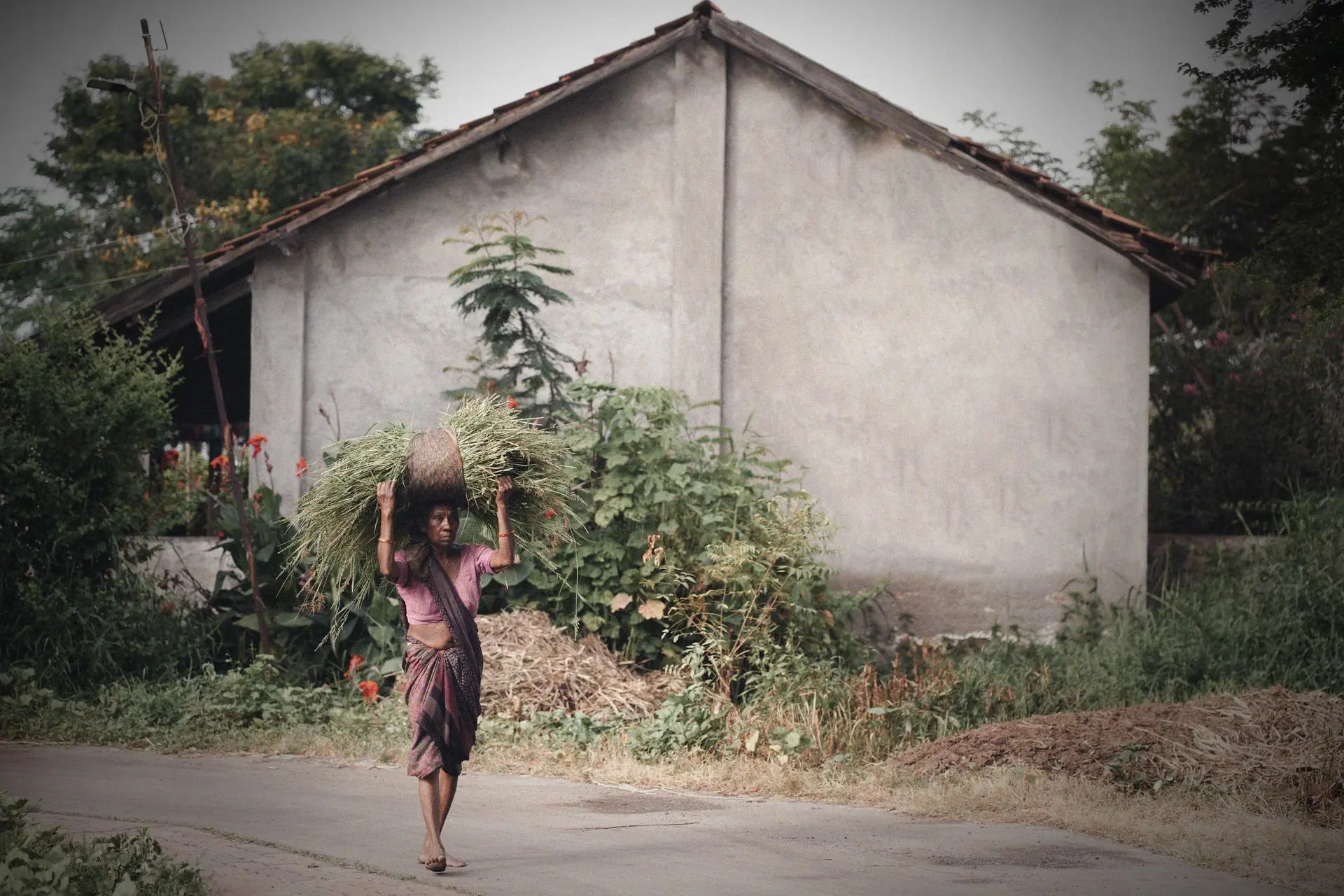 A rural Indian woman carrying hay in a village near Surat, showcasing daily life