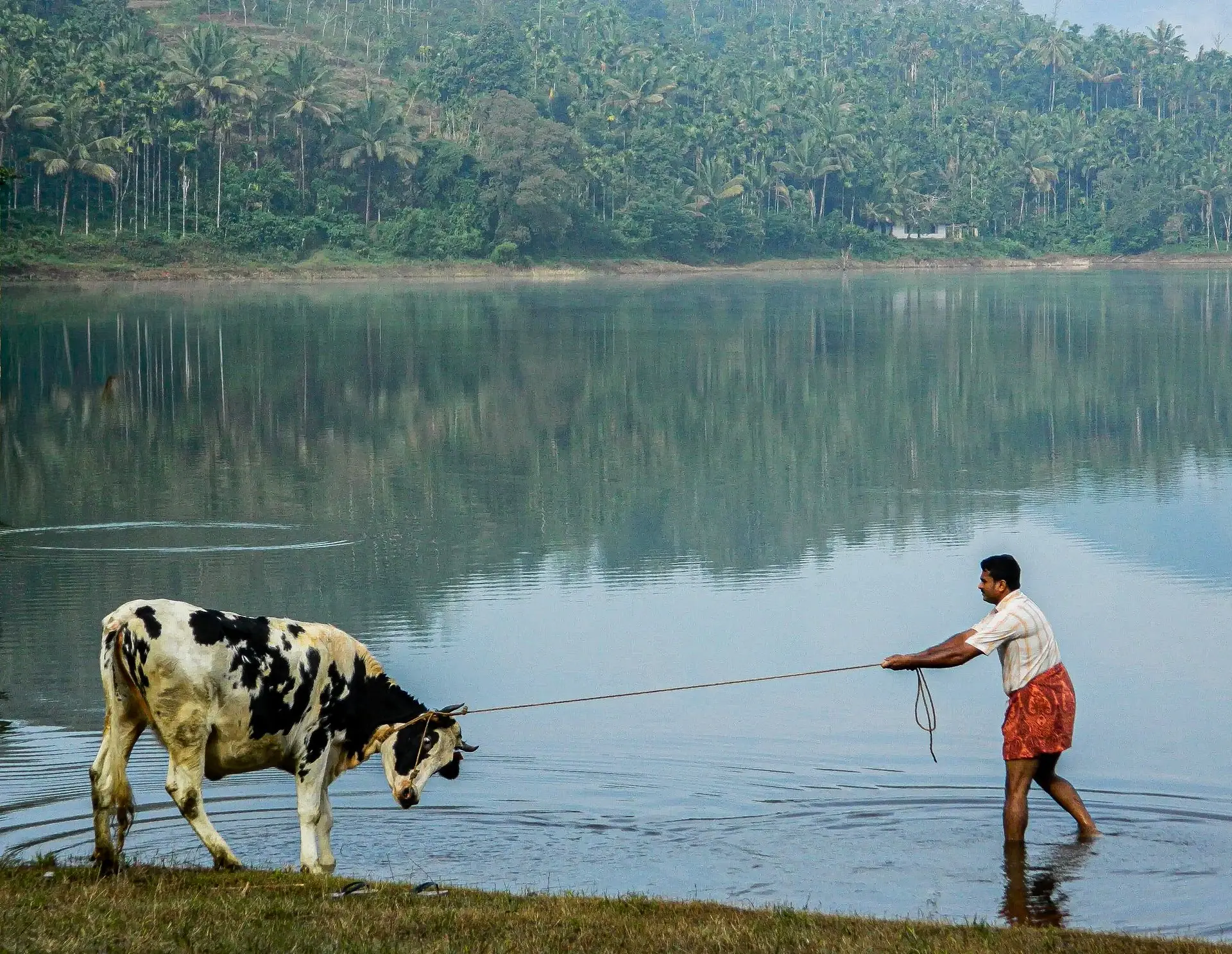A farmer pulling a cow near a serene lake in Wayanad, Kerala, India
