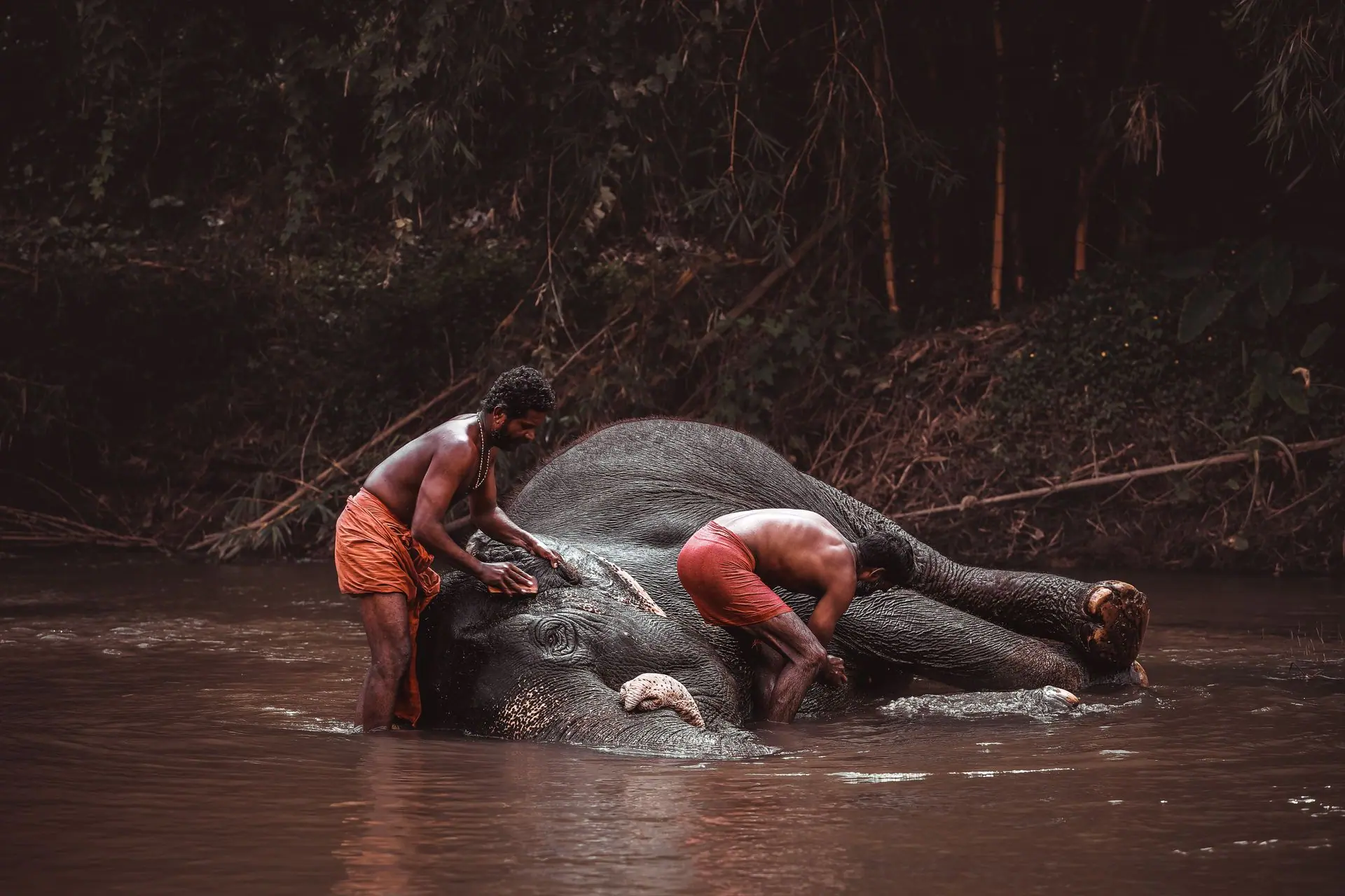 Two men bathing an Asian elephant in a serene Wayanad river, India