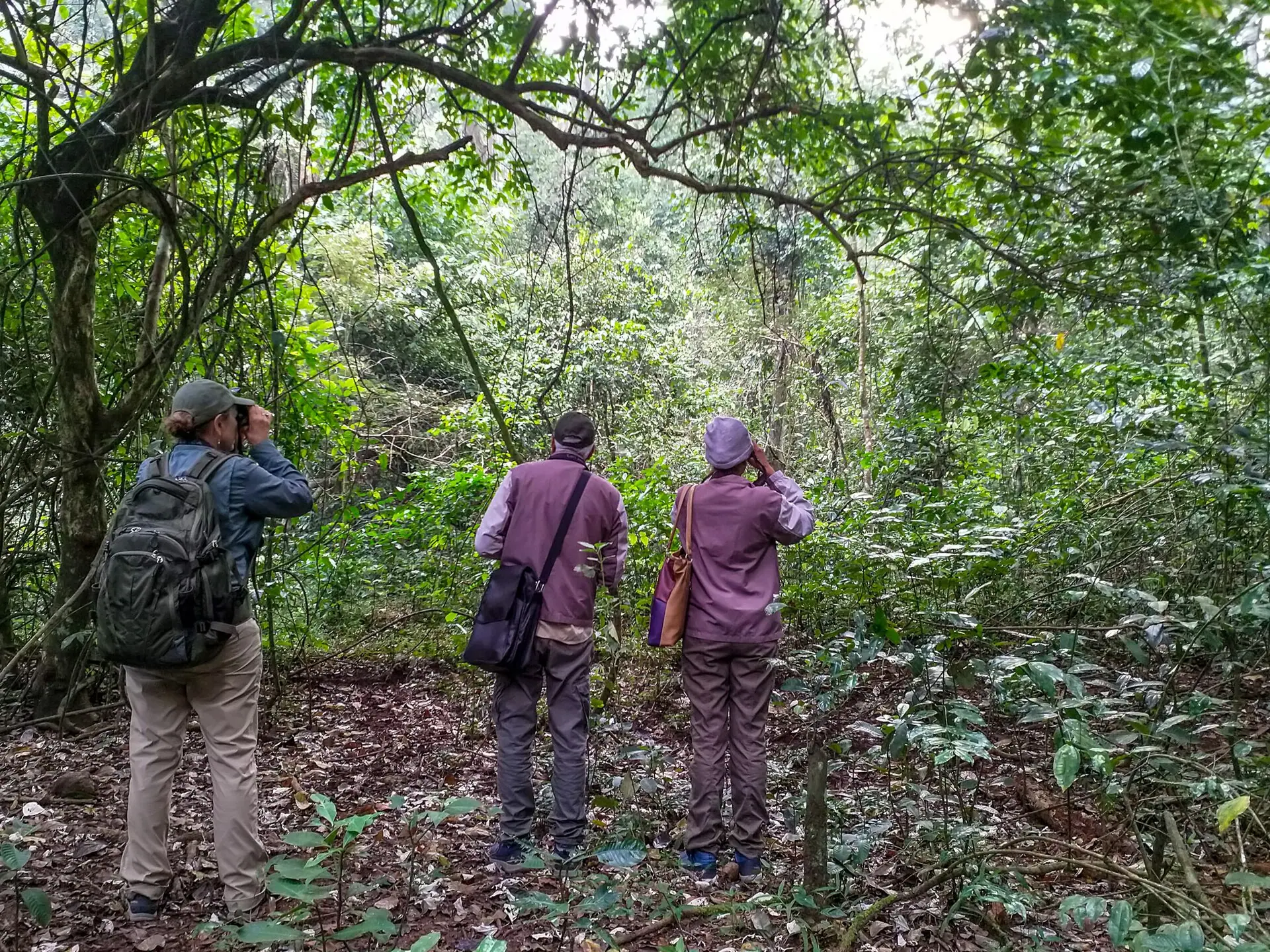 Birding at Periyar Tiger Reserve (49443805211)