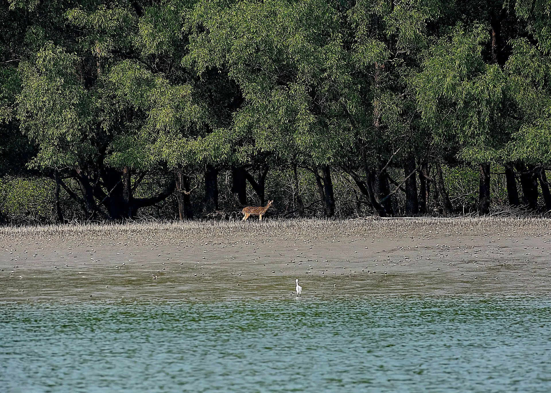 Beauty of Sundarban Mangrove