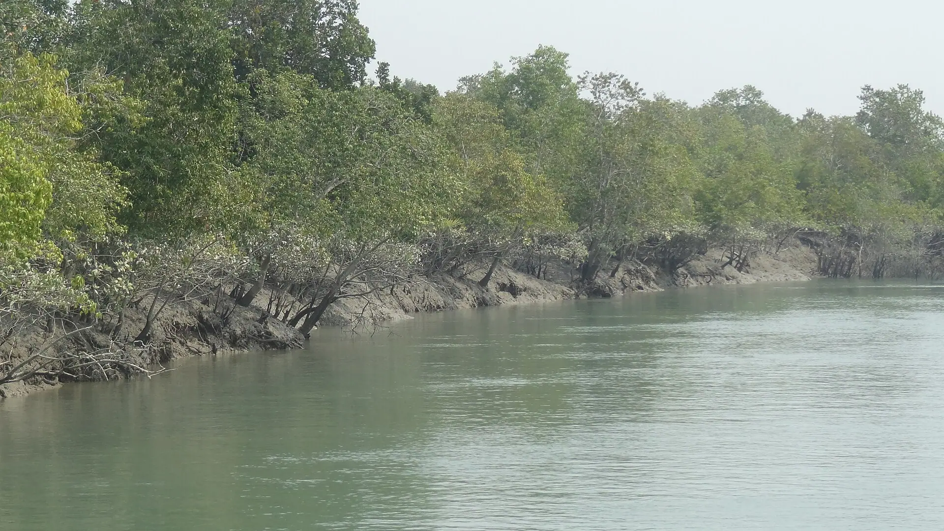 Mangrove and river in Sundarbans