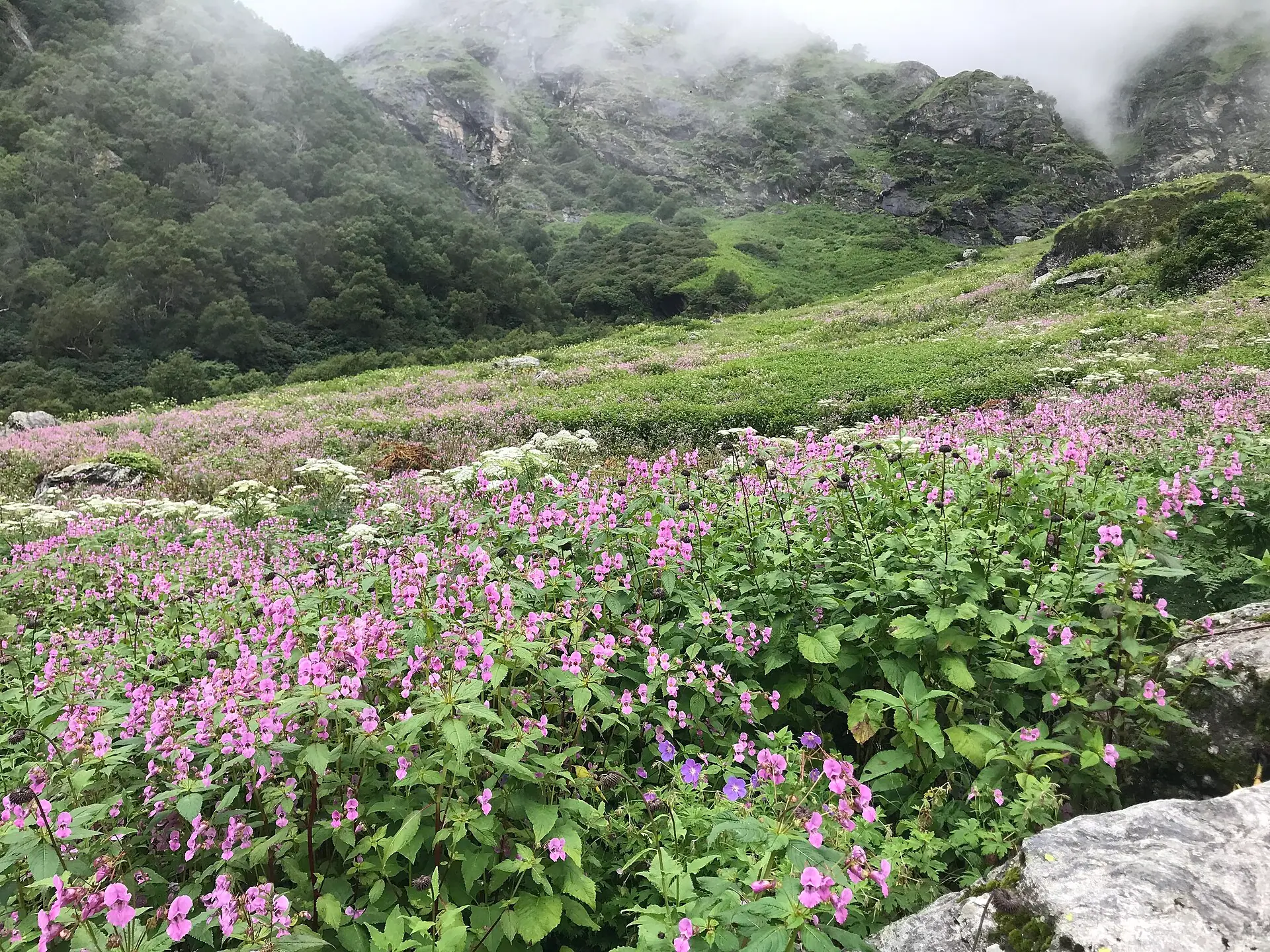 Valley of flowers chamoli