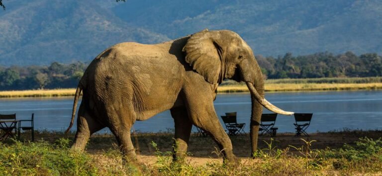 Manas National Park | 11 Days North East Wildlife Tour