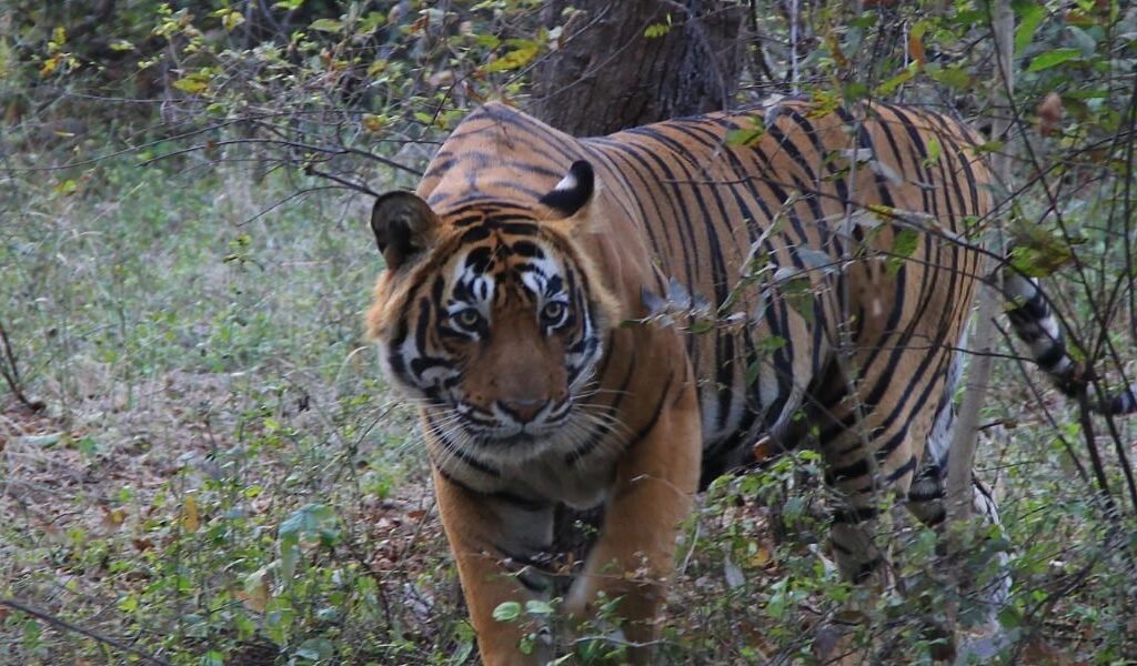 Ranthambore | 21 Days India Wildlife Tour