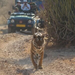09 Days Golden Triangle With Ranthambore