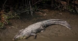 Sundarbans National Park