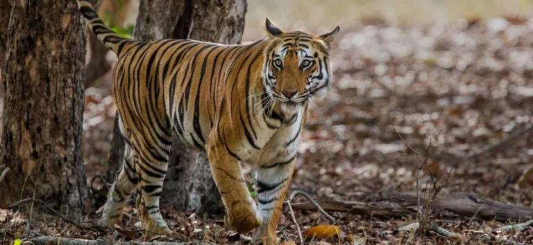 3 Days Bandhavgarh National Park Tour