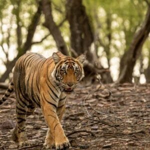 Ranthambore | 2 Days Ranthambore Tour