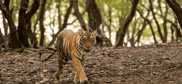 Ranthambore | 2 Days Ranthambore Tour