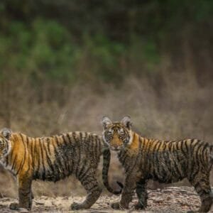 Ranthambore | 3 Days Ranthambore National Park Tour