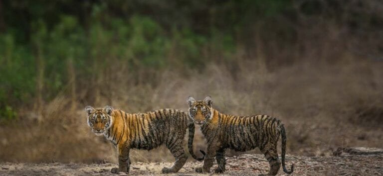 Ranthambore | 3 Days Ranthambore National Park Tour