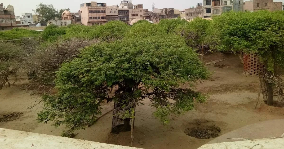 Nidhivan, Vrindavan
