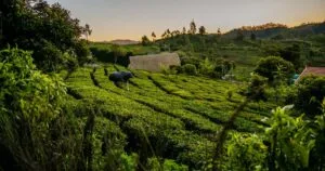 Ooty | Tamilnadu tourism