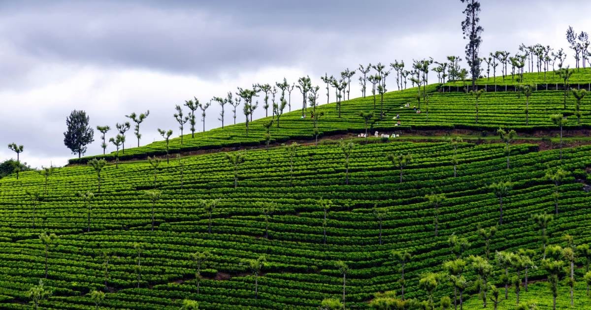 Ooty Tour Packages